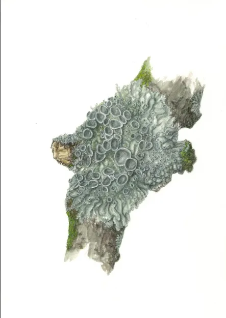 Installation view or artwork from Lichen & Coral: Algae Symbiosis on Land and Sea