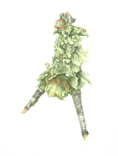 Installation view or artwork from Lichen & Coral: Algae Symbiosis on Land and Sea
